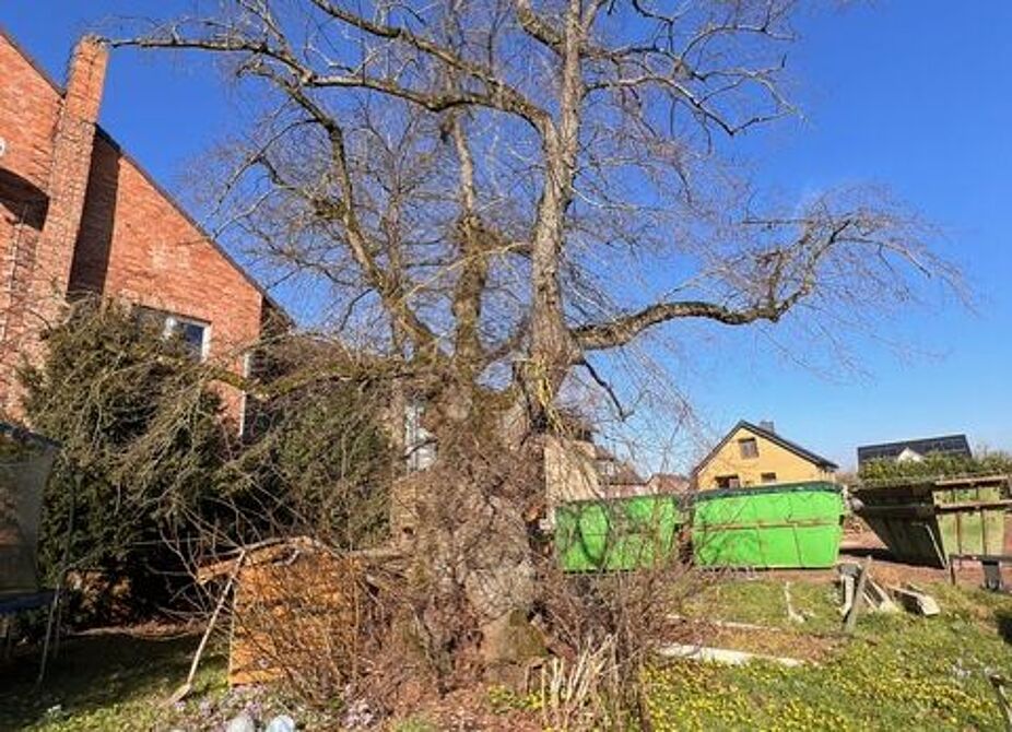 Thing-Linde etwa 1000 Jahre alt Thing-Linde etwa 1000 Jahre alt